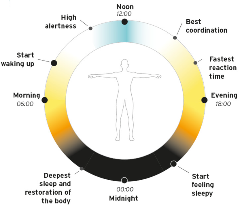 Human Circadian Rhythm